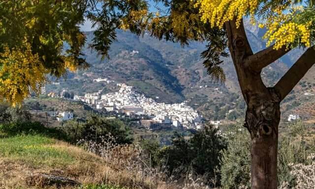 Hotel Las Flores Tolox Kültér fotó